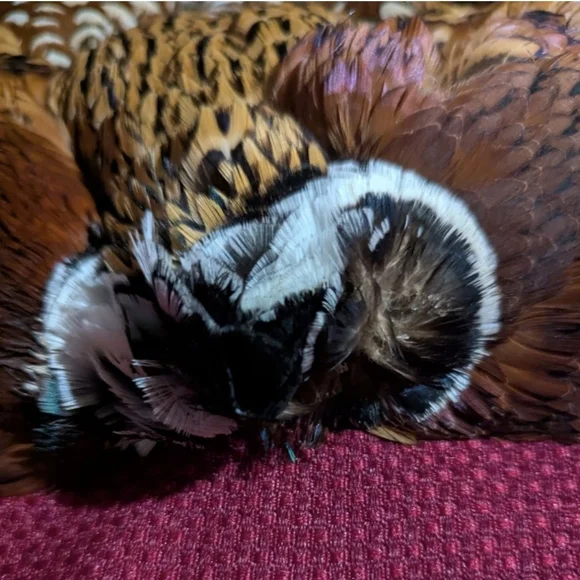 Colorful Taxidermy Pheasant With Tail Wall Mount Flat Display - Picture 2 of 8